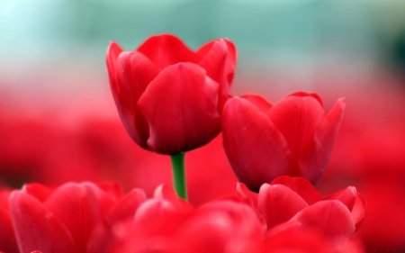 Tulips - blossoms, petals, red, plants, spring