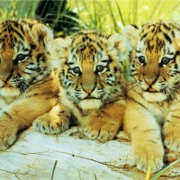 Cute Cubs