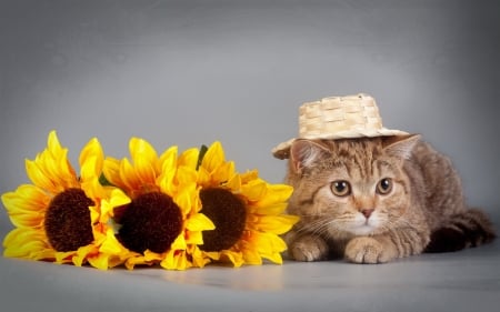 Cat - summer, funny, cute, cat, yellow, sunflower, pisica, kitten, hat, vara