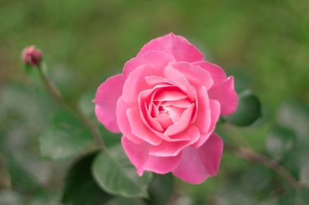 Rose - green, trandafir, rose, flower, pink