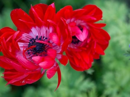 Floral WP 1 - nature, flowers, pretty, red