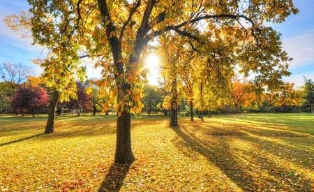 Autumn - trees, park, sun, autumn