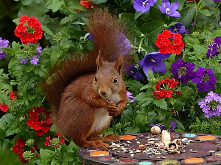 Snacking Squirrel in the Flowers - Cute, Red, Flowers, Red and Purple, Animal, Squirrel