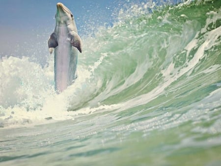 Surfing Dolphin - surfing, ocean, fish, animal, sea, dolphin, waves