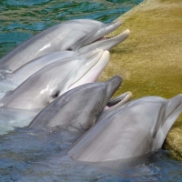 The Singing Dolphins