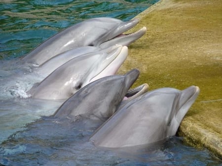 The Singing Dolphins - Cute, Ocean, Animals, Lovely, Dolphins, Fish, Sea, Closeup