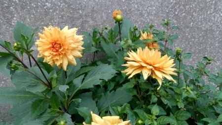 Yellow Dahlias - yellow, plant, summer, flowers, plants