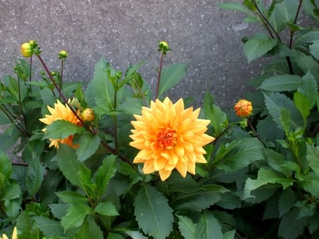 Beautiful yellow garden dahlias - Dahlia, Summer, Yellow, Garden, Plants