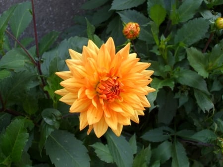 Dahlia close up - yellow, dahlia, plant, summer, garden