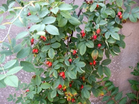 Rosehip berries on a large rose tree - autumn, shrub, berry, summer, tree, rose, birds