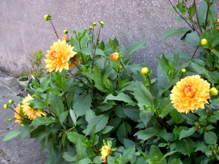 Another beautiful dahlia pic - yellow, bulbs, summer, garden, plants