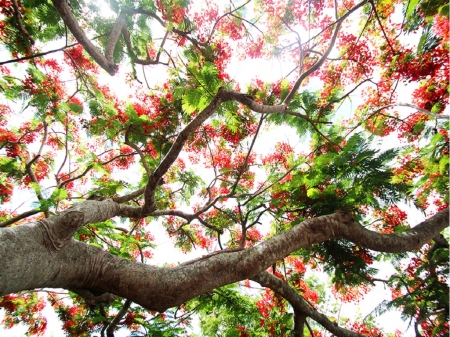 Royal Poinciana Tree - flowers, beauty, tree, sky