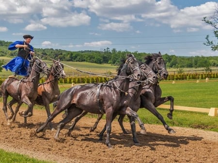 Giddyup Horses ! - horses, trees, animals, running, track, grass