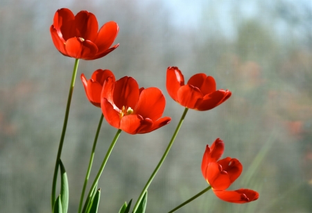 TULIPS - orange, green, stems, petals