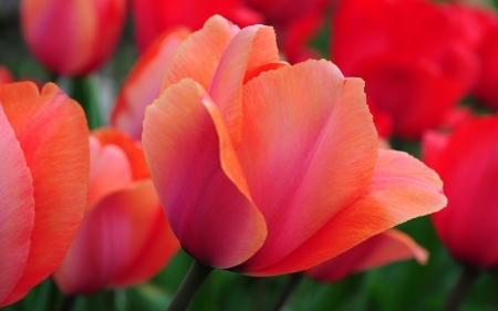 TULIPS - leaves, colors, stems, petals