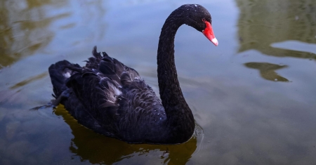 SWAN - wings, feathers, water, waves