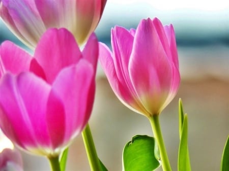 TULIPS - leaves, colors, stems, petals