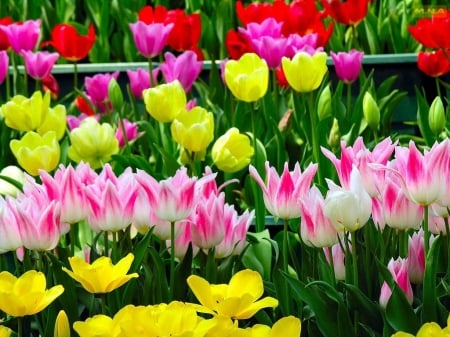 TULIPS - leaves, colors, stems, petals