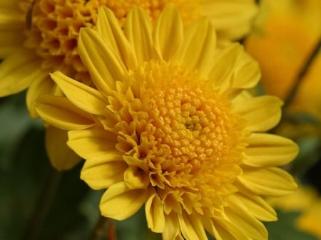 CHRYSANTHEMUMS - leaves, colors, stems, petals