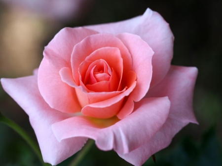 ROSE - leaves, stems, petals, pink