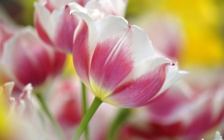 TULIPS - nature, colors, stems, petals