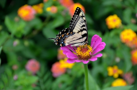 SWALLOWTAIL - wings, flowers, stems, petals