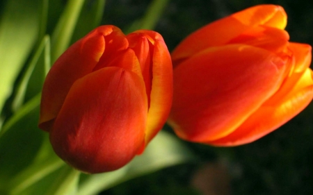 TULIPS - leaves, orange, stems, petals