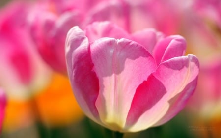 TULIPS - nature, colors, stems, petals