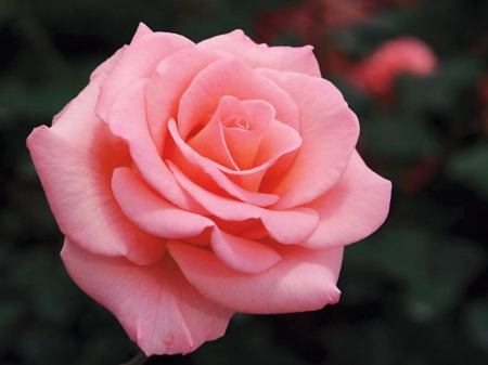 ROSE - leaves, petals, pink, green