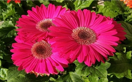 GERBERAS - leaves, petals, pink, green