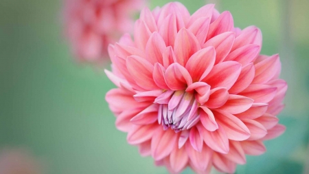 DAHLIAS - flower, petals, pink, nature