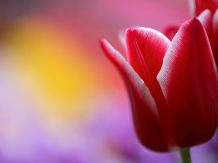 TULIPS - petals, nature, colors, stem