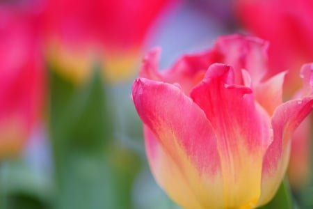 TULIPS - leaves, colors, stems, petals