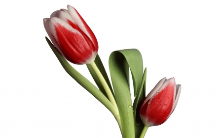 TULIPS - leaves, colors, stems, petals