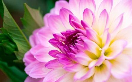 DAHLIA - NATURE, COLORS, LEAVES, PETALS