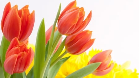 TULIPS - leaves, nature, stems, petals