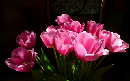 TULIPS - leaves, colors, stems, petals