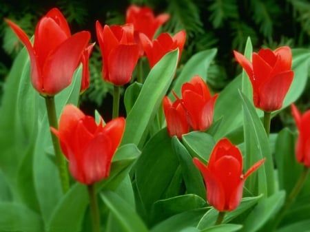 TULIPS - leaves, colors, stems, petals