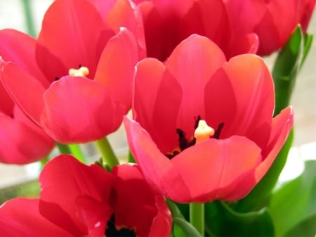 TULIPS - COLORS, LEAVES, STEMS, PETALS