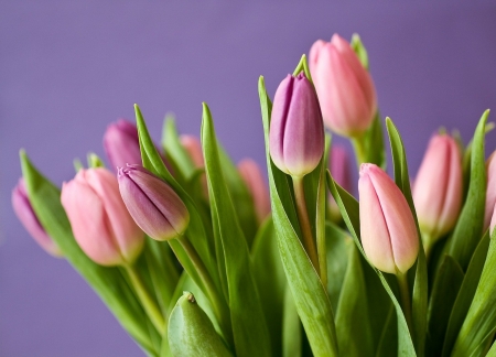 TULIPS - nature, colors, stems, petals