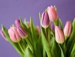 TULIPS