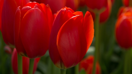 TULIPS - leaves, petals, nature, colors