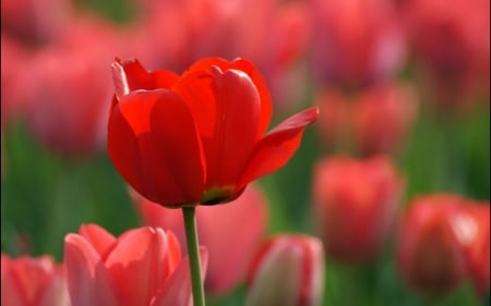 TULIPS - COLORS, LEAVES, STEMS, PETALS