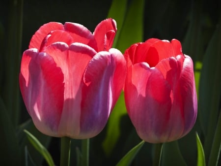 TULIPS - leaves, stems, petals, pink