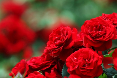 Red roses - trandafir, red, green, rose, flower