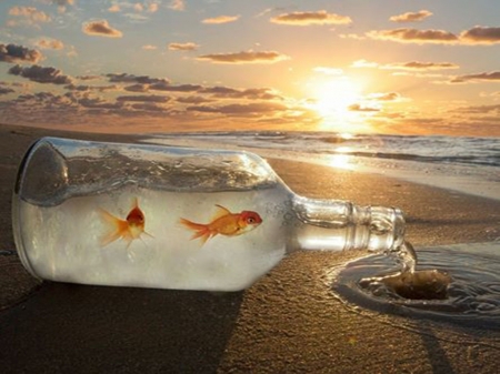 Fish in a bottle - fish, beach, bottle, sunset