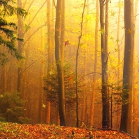 Fall Forest Light