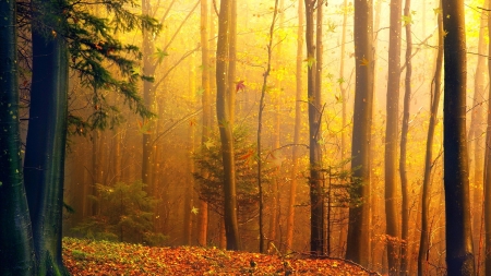 Fall Forest Light - autumn, sunlight, trees, magical, light, fall, forest, woods, dawn, leaves, firefox pesona theme