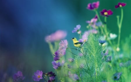 Among flowers - bird, flowers, nature, blue