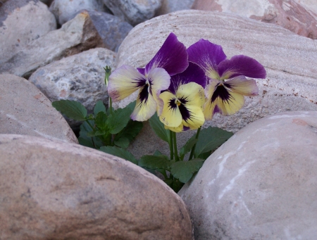 Yellow and Purple Monkey Face Pansies - picturesque, landscape, rocks, pansies